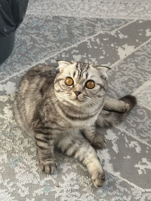 Ищем кота для вязки