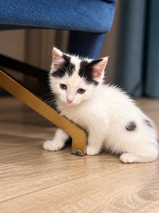 Отдам котёнка в добрые руки — 2 месяца