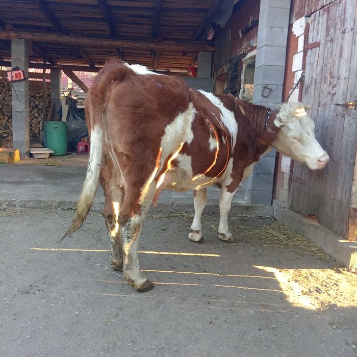 Vand 2 vaci baltat romanesc