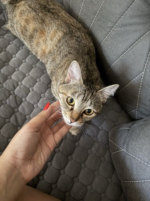 Отдаю в заботливые руки кошечку