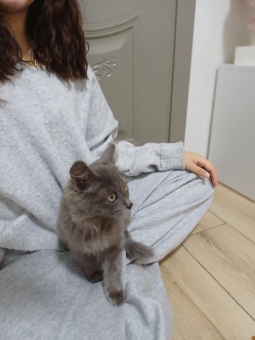 Котенок, мальчик. Отдам за 1000