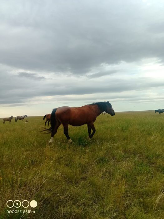 Продам жеребцов полутяж