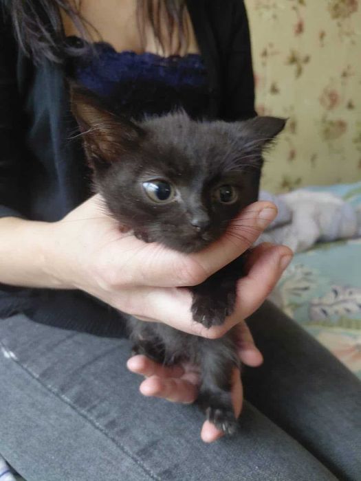 Котятам нужен дом! Срочно!