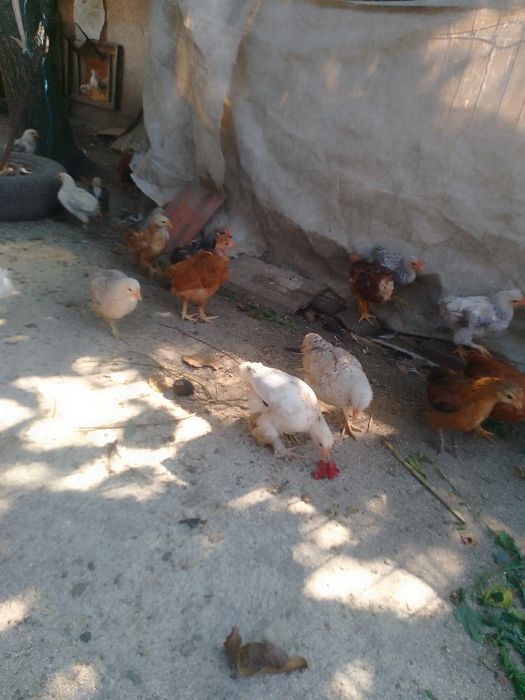 Pui de găină de țară