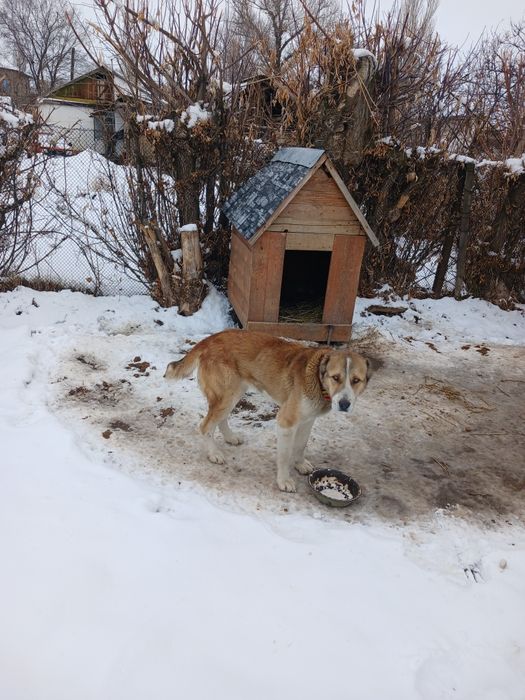 Ургашы алабай сатылады