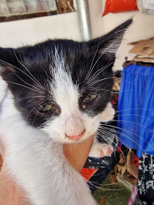 Se dau 2 pisicute catre adoptie