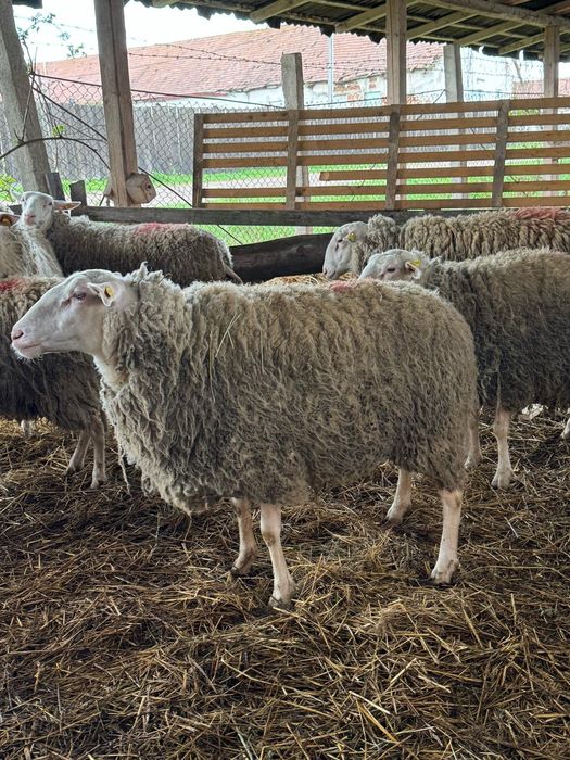 Vind 2 berbeci friza germana