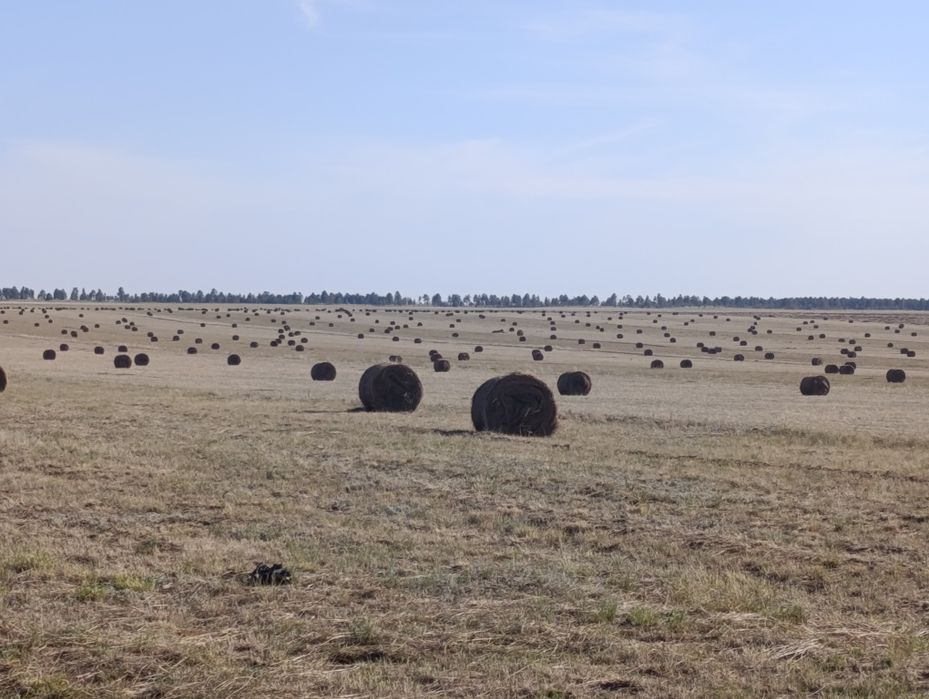Сено житняк 120 тый рулон