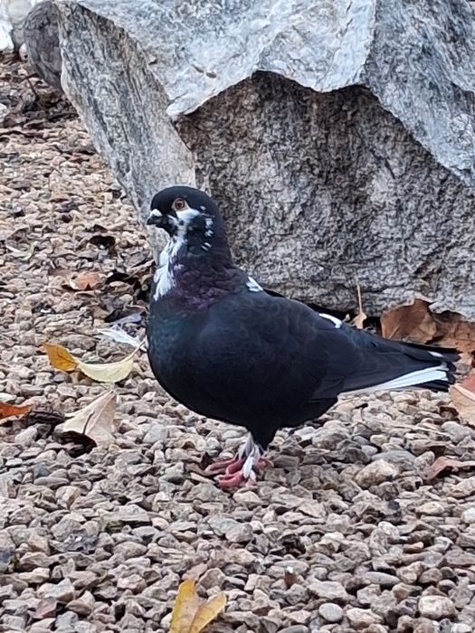 Porumbei kingosatinet