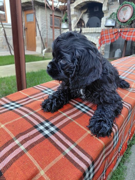 Американски кокер