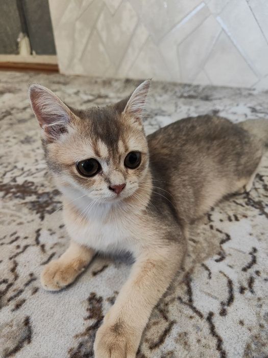 Шиншилла Британский