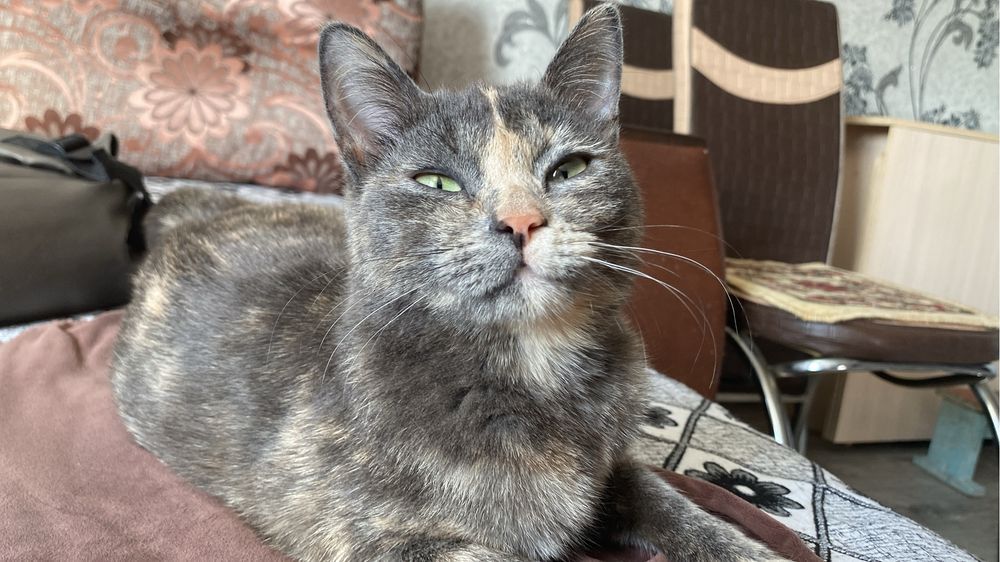 Пропала кошка, северо-западный жилой район.