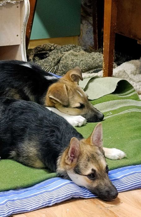 Отдам щенков в одни руки