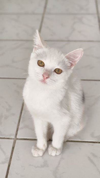Котенок в добрые руки, девочка