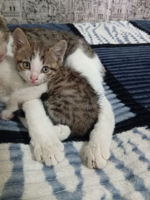 Бесплатно, котёнок