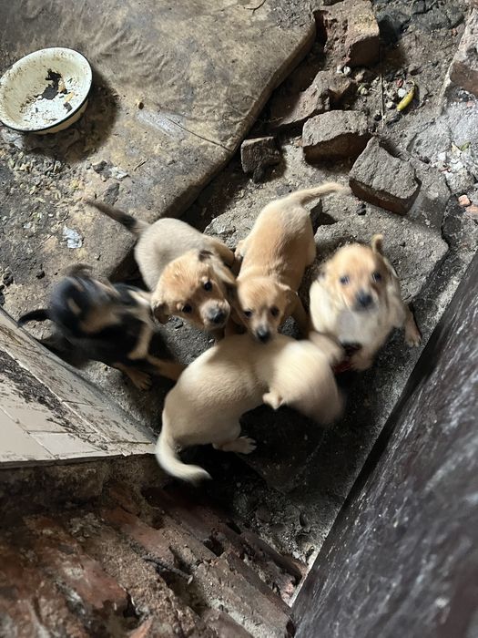 Кученца пинчери