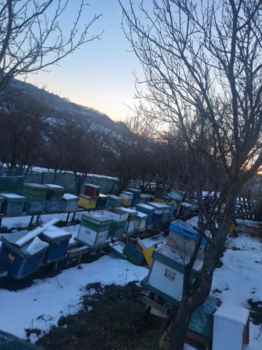 Vand Cutii Stupi Verticali 10 Rame cu Caturi