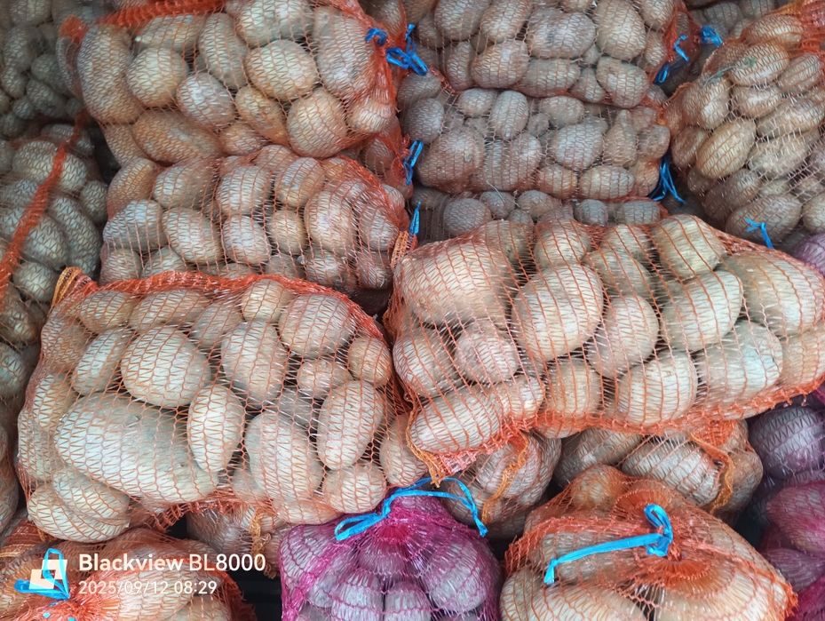 Cartofi consum alb și roșu calibru 55+