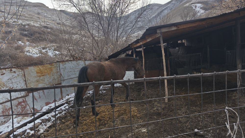 6 жасар семіз айғыр байланып тұрған