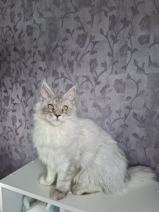 Мейн-кун мальчик