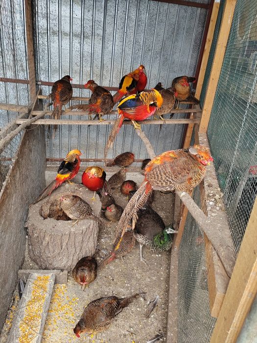 Fazani aurii pe roșu