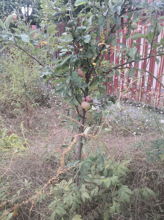 Vand teren Corbeanca Laguna Albastra 624mp 85000 Euro