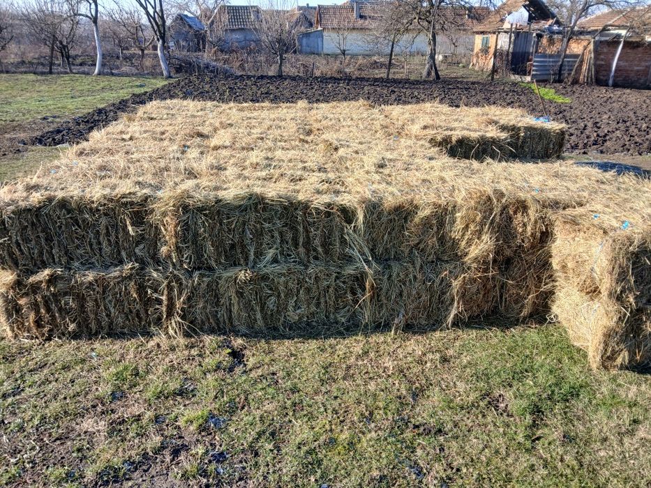 Vând o oaie și baloți fân