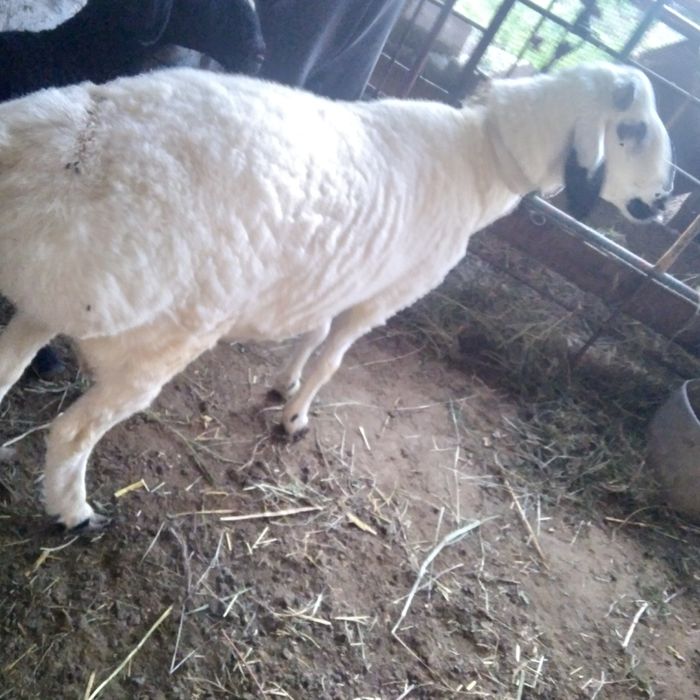 Boqilgan Qo'chqor sotilade yeb ichishe yaxshe   keleshtereb beraman fk