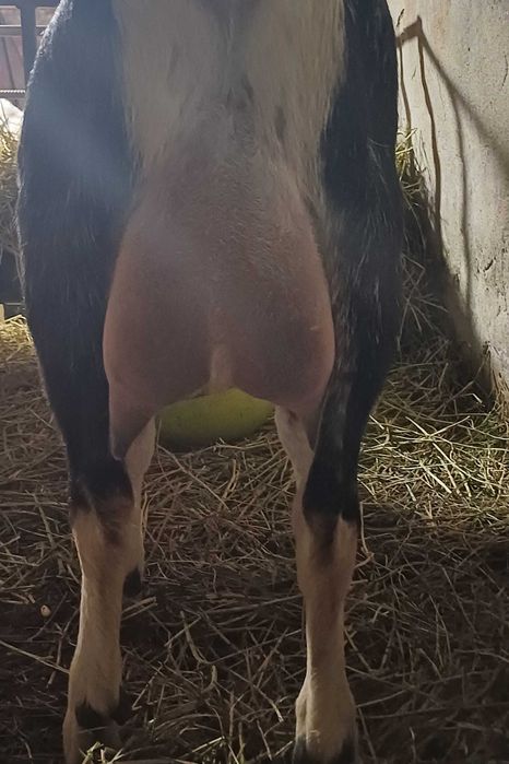 Продаётся козлёнок с хорошими кровями