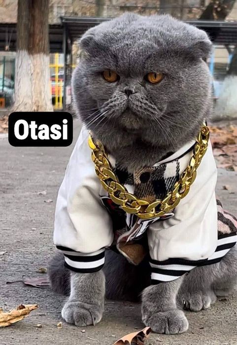 Mushuk ona va bolalari sotiladi