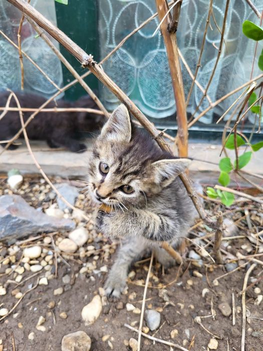 Котята бесплатно