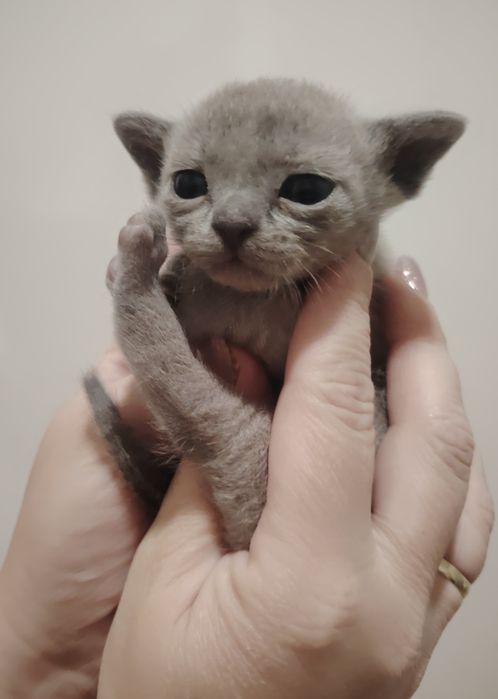 Европейская бурма