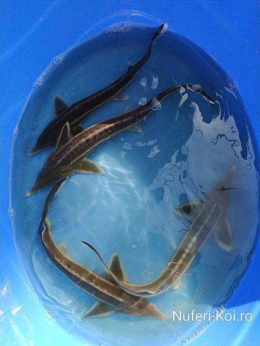 Sturioni (nisetru siberian, cega, cega alba)