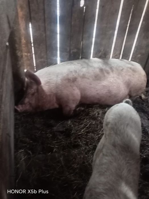 свинья лондраст и свинка