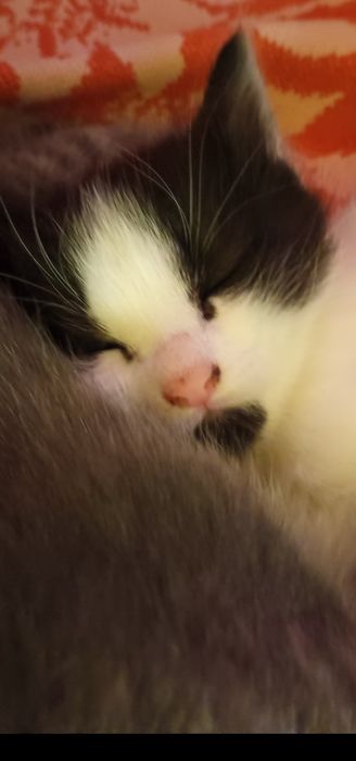 Подарявам котета