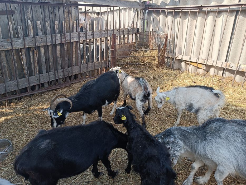 Продаются дойные козы с козлятами!