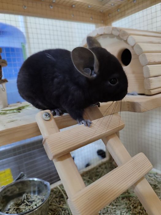 Срочно продам Шиншиллы