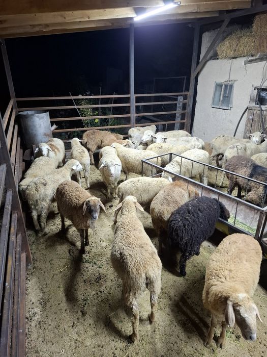 Бараны жирные на откорме