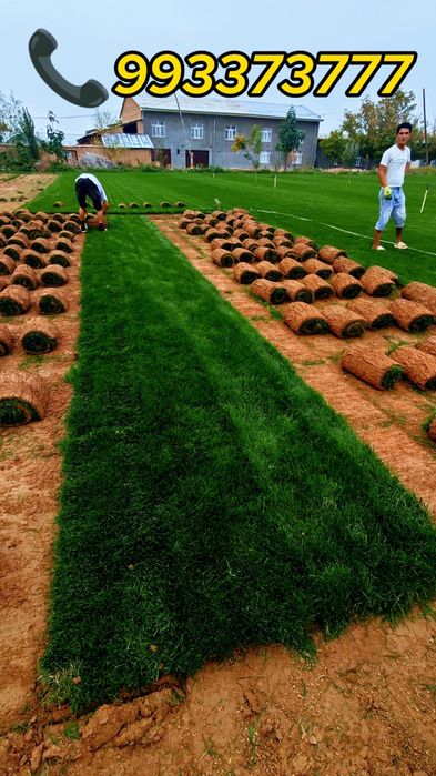 Живой газон биринчи қўл