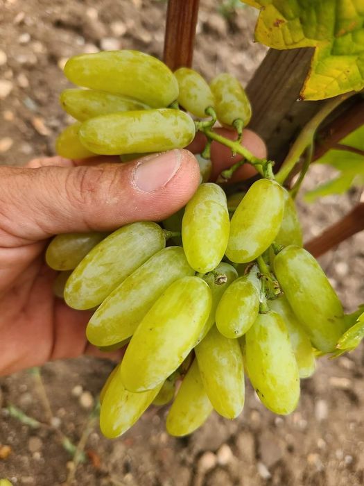 Lamborghini viță de vie