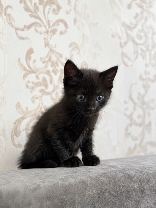 Ищем для котят дом