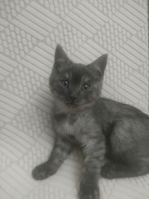 Отдам бесплатно котят