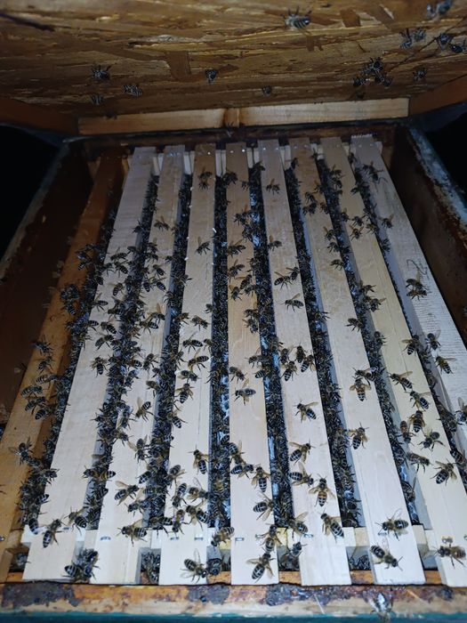 Vand roiuri de albine pe 5 rame!