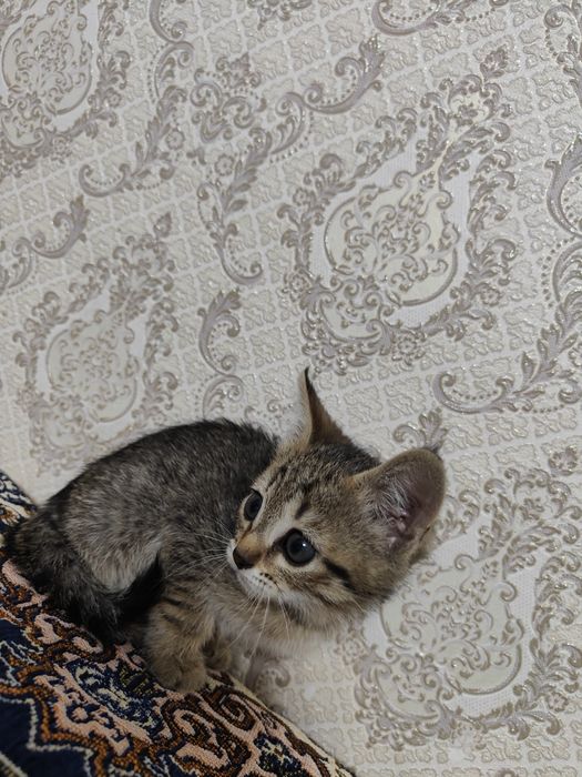 Отдам котенка в хорошие руки