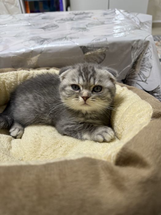 Британская котята