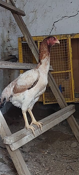 Бойцовый кораз мекендер сатылады