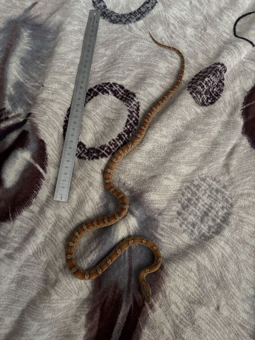 Домашняя змея. Полоз