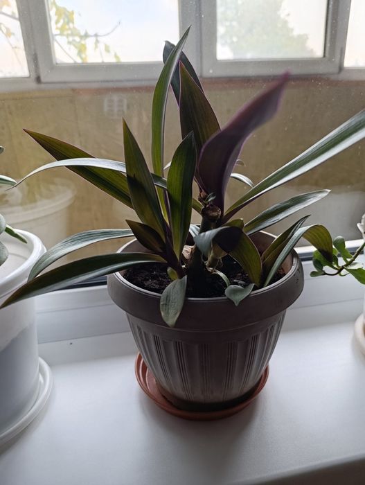 Цветы комнатные  отличные