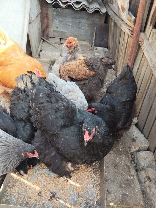 Ouă Brahma lemon si potirnichiu