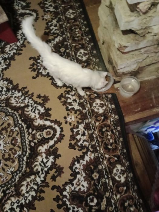 Отдам даром кошечку